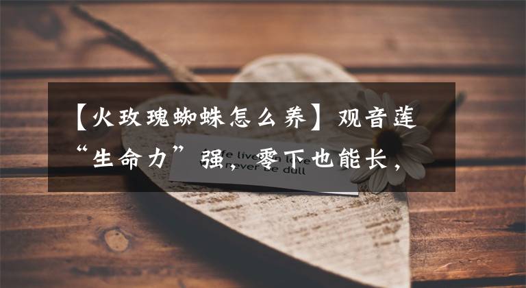 【火玫瑰蜘蛛怎么养】观音莲“生命力”强,零下也能长,绿油油耐看!