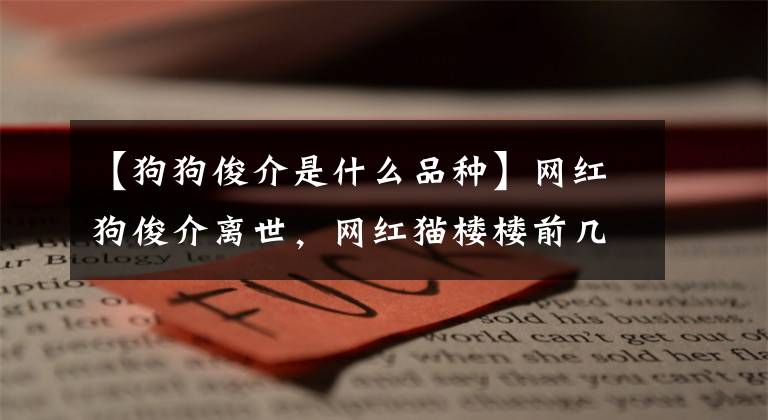 【狗狗俊介是什么品种】网红狗俊介离世，网红猫楼楼前几天也去世了，上帝一定想小可爱了
