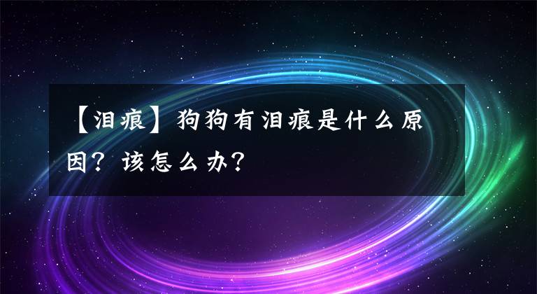 【泪痕】狗狗有泪痕是什么原因？该怎么办？