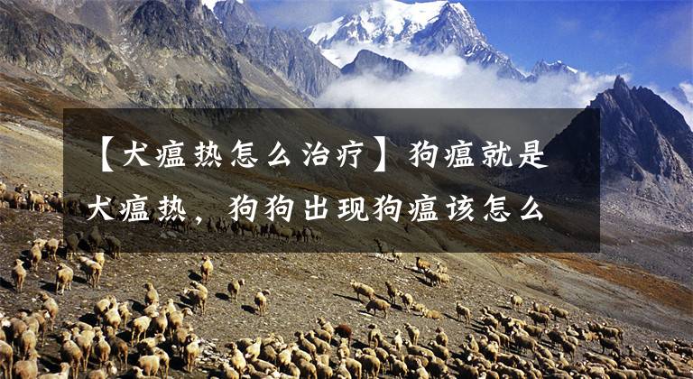 【犬瘟热怎么治疗】狗瘟就是犬瘟热,狗狗出现狗瘟该怎么办?#狗狗大明星#