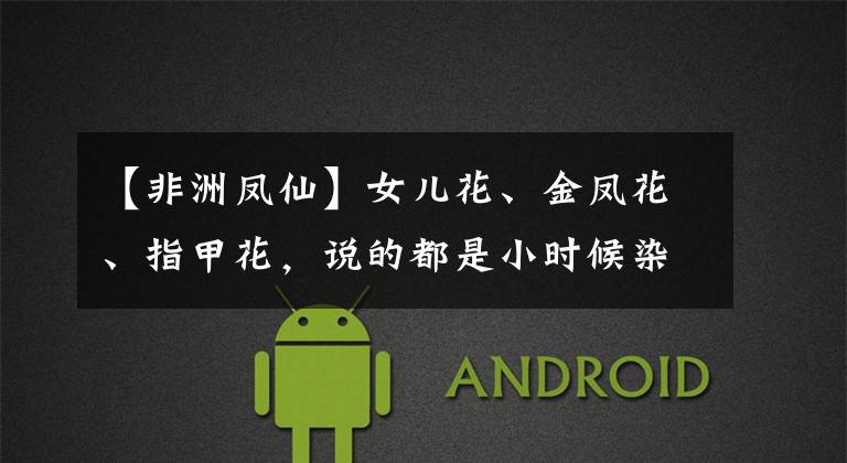 【非洲凤仙】女儿花、金凤花、指甲花，说的都是小时候染指甲的凤仙花