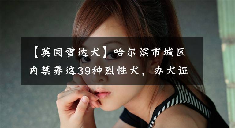 【英国雪达犬】哈尔滨市城区内禁养这39种烈性犬，办犬证看这里