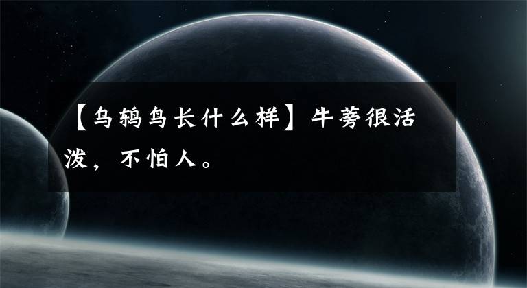 【乌鸫鸟长什么样】牛蒡很活泼,不怕人。
