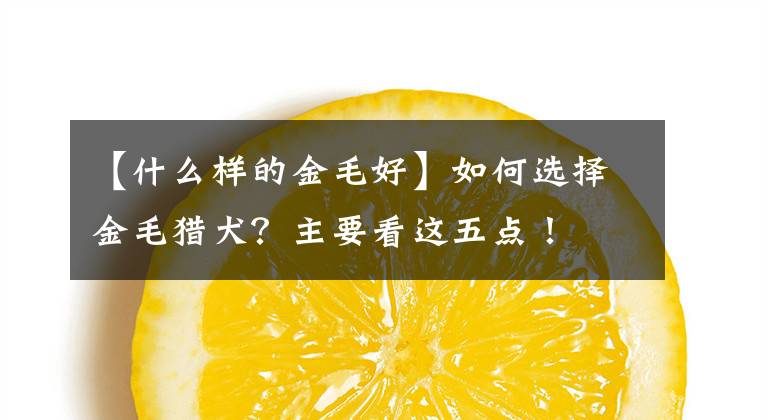 【什么样的金毛好】如何选择金毛猎犬?主要看这五点!