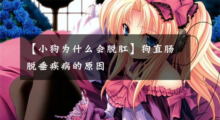 【小狗为什么会脱肛】狗直肠脱垂疾病的原因