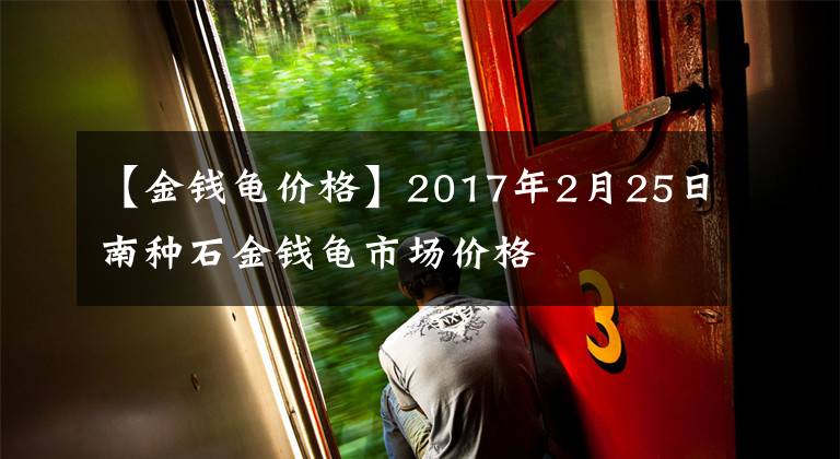 【金钱龟价格】2017年2月25日南种石金钱龟市场价格