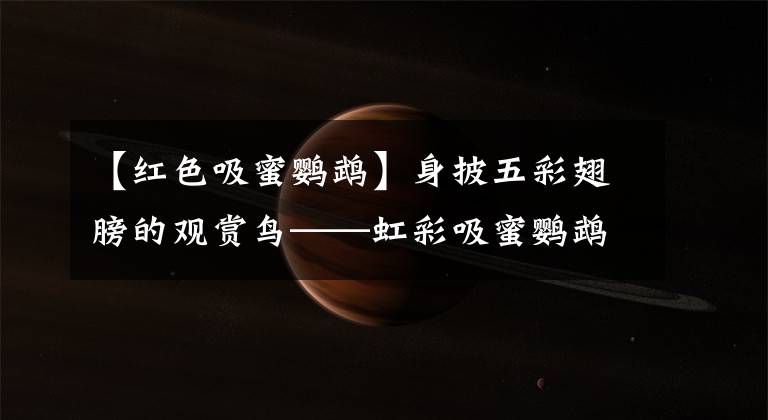 【红色吸蜜鹦鹉】身披五彩翅膀的观赏鸟——虹彩吸蜜鹦鹉