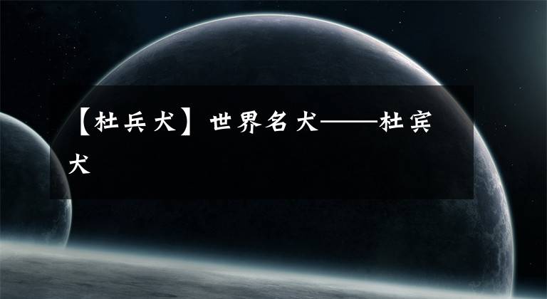 【杜兵犬】世界名犬——杜宾犬