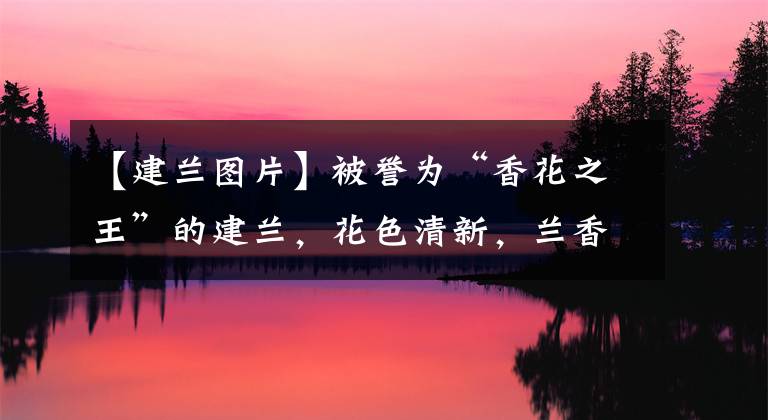 【建兰图片】被誉为“香花之王”的建兰，花色清新，兰香浓郁，开花勤快很好养