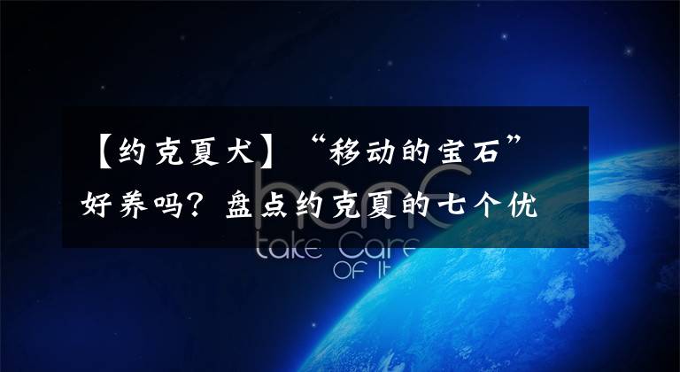 【约克夏犬】“移动的宝石”好养吗？盘点约克夏的七个优缺点