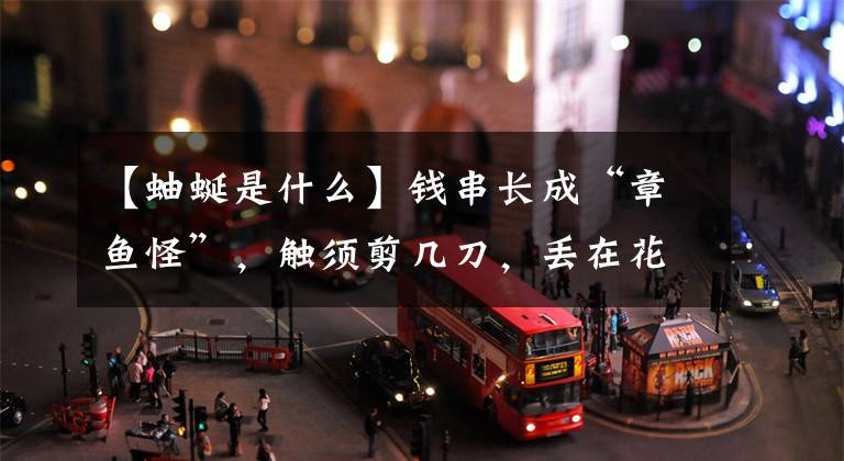 【蚰蜒是什么】钱串长成“章鱼怪”,触须剪几刀,丢在花盆里,长成章鱼宝宝