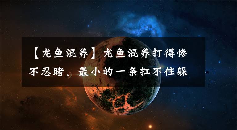 【龙鱼混养】龙鱼混养打得惨不忍睹，最小的一条扛不住躲在角落挂了，全是经验