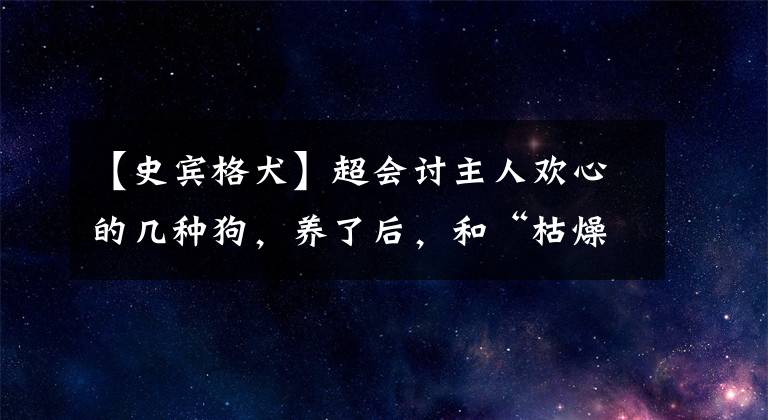 【史宾格犬】超会讨主人欢心的几种狗，养了后，和“枯燥生活”说拜拜