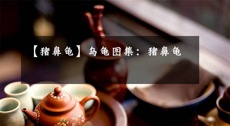 【猪鼻龟】乌龟图集：猪鼻龟