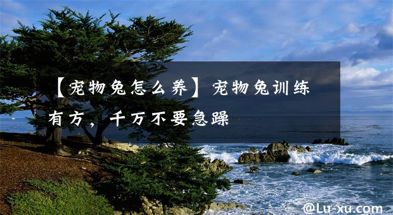 【宠物兔怎么养】宠物兔训练有方，千万不要急躁