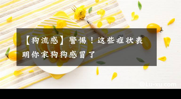 【狗流感】警惕！这些症状表明你家狗狗感冒了