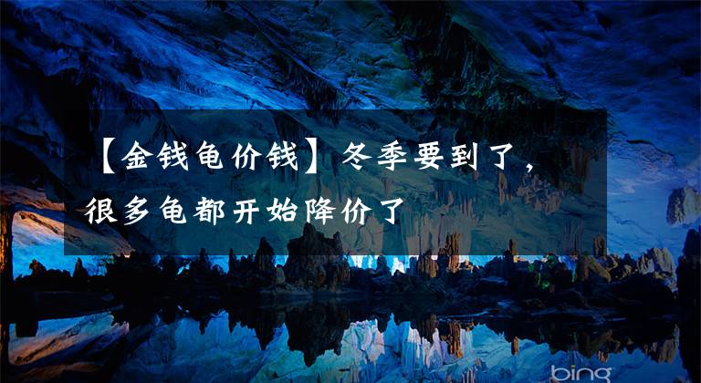 【金钱龟价钱】冬季要到了,很多龟都开始降价了