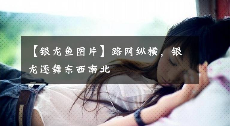 【银龙鱼图片】路网纵横，银龙逐舞东西南北