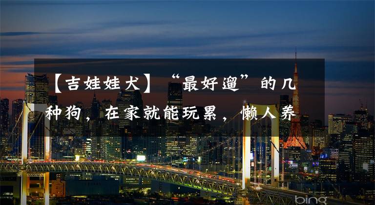 【吉娃娃犬】“最好遛”的几种狗，在家就能玩累，懒人养狗就选它