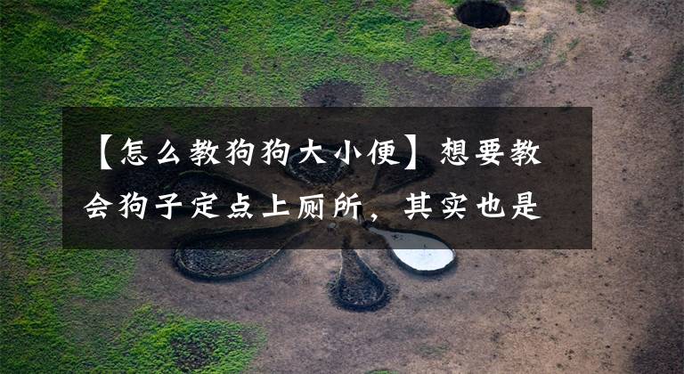 【怎么教狗狗大小便】想要教会狗子定点上厕所，其实也是比较简单的，只要你有耐心