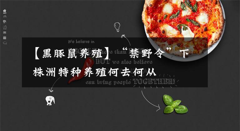 【黑豚鼠养殖】“禁野令”下 株洲特种养殖何去何从