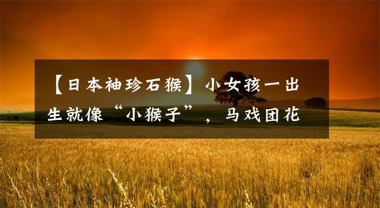 【日本袖珍石猴】小女孩一出生就像“小猴子”，马戏团花重金购买，母亲会怎么做？