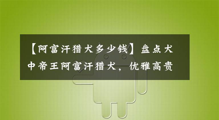 【阿富汗猎犬多少钱】盘点犬中帝王阿富汗猎犬,优雅高贵,不是一般人养得起
