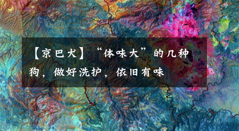 【京巴犬】“体味大”的几种狗，做好洗护，依旧有味