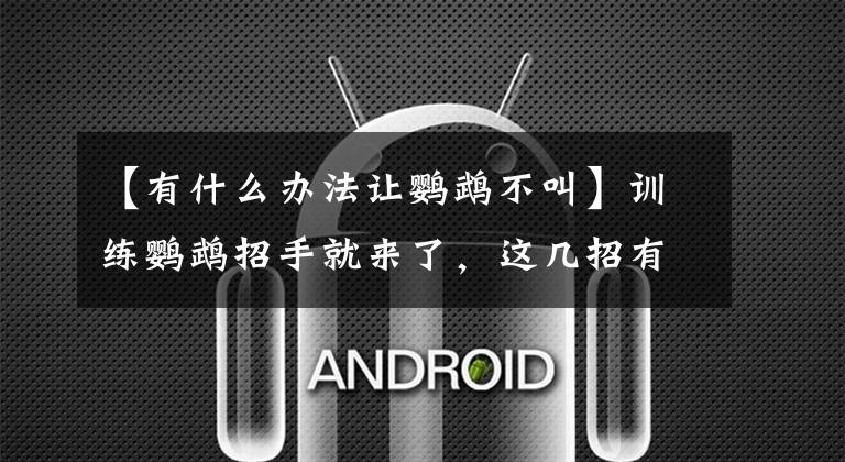 【有什么办法让鹦鹉不叫】训练鹦鹉招手就来了,这几招有效