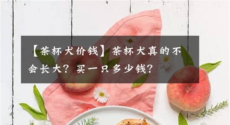 【茶杯犬价钱】茶杯犬真的不会长大？买一只多少钱？