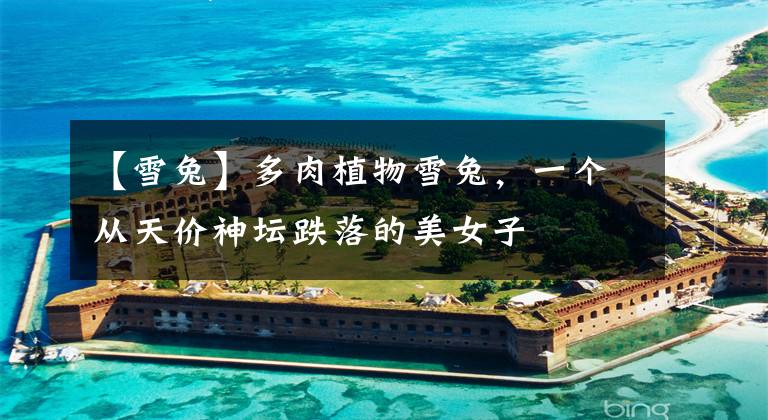 【雪兔】多肉植物雪兔，一个从天价神坛跌落的美女子