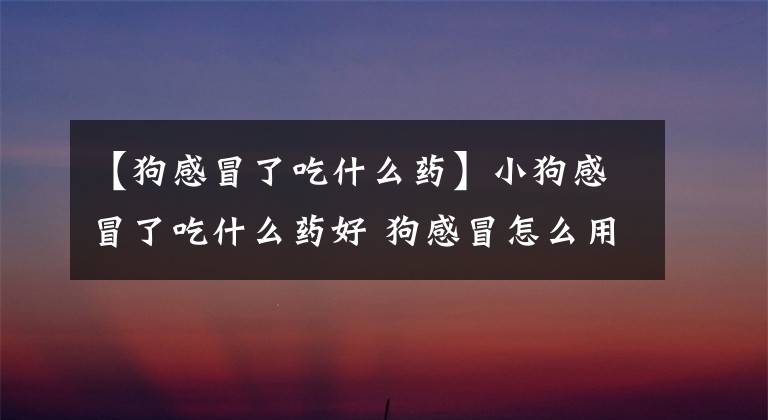 【狗感冒了吃什么药】小狗感冒了吃什么药好 狗感冒怎么用药