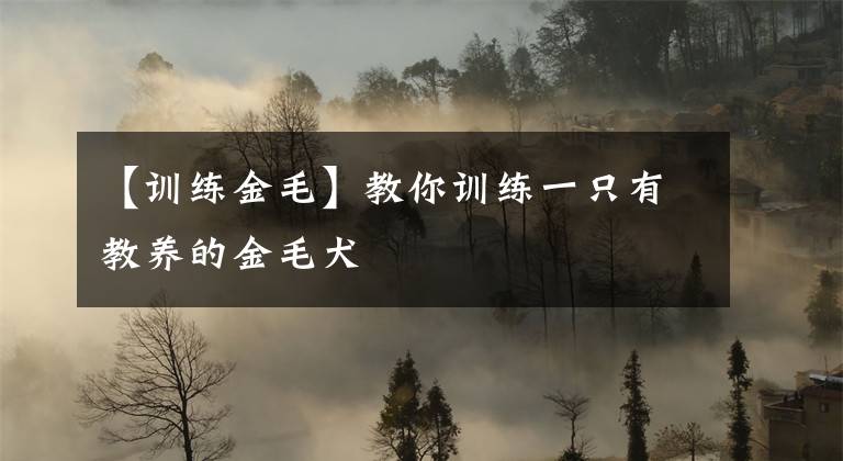 【训练金毛】教你训练一只有教养的金毛犬
