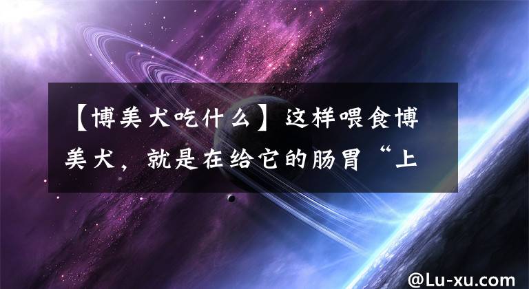 【博美犬吃什么】这样喂食博美犬,就是在给它的肠胃“上刑”