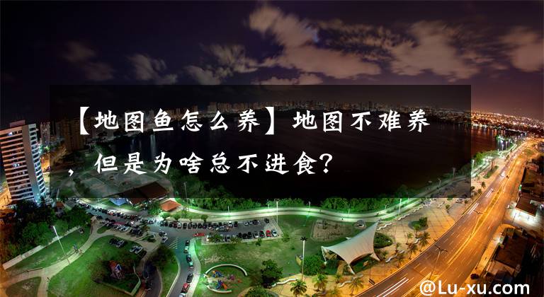 【地图鱼怎么养】地图不难养，但是为啥总不进食？