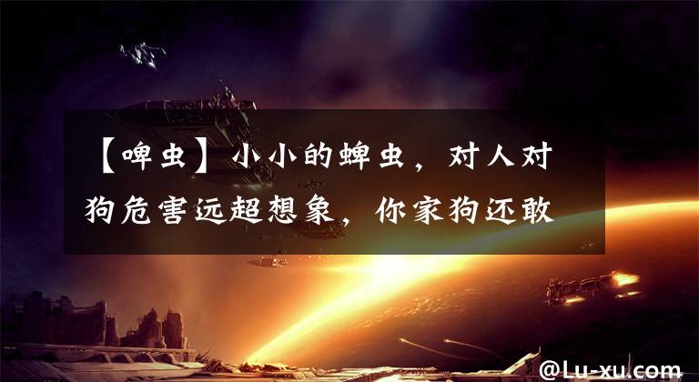 【啤虫】小小的蜱虫，对人对狗危害远超想象，你家狗还敢不驱虫