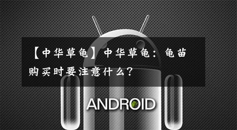 【中华草龟】中华草龟:龟苗购买时要注意什么?