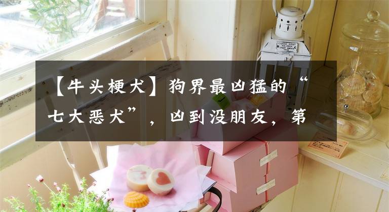 【牛头梗犬】狗界最凶猛的“七大恶犬”,凶到没朋友,第一实至名归