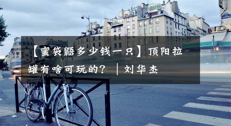 【蜜袋鼯多少钱一只】顶阳拉罐有啥可玩的？｜刘华杰