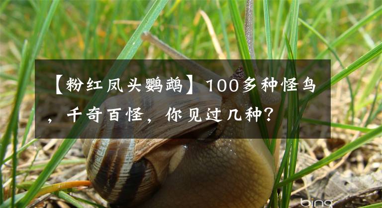 【粉红凤头鹦鹉】100多种怪鸟，千奇百怪，你见过几种？