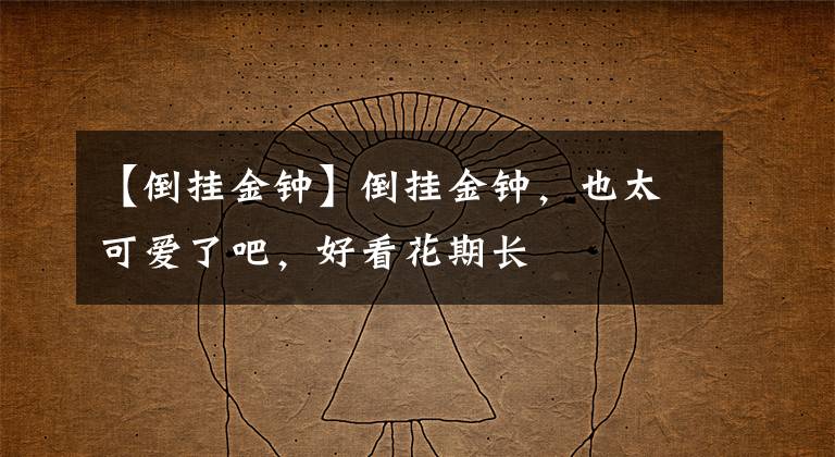 【倒挂金钟】倒挂金钟，也太可爱了吧，好看花期长