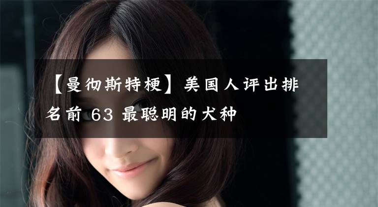 【曼彻斯特梗】美国人评出排名前 63 最聪明的犬种