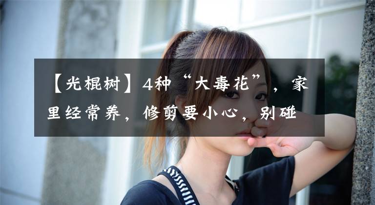 【光棍树】4种“大毒花”，家里经常养，修剪要小心，别碰上