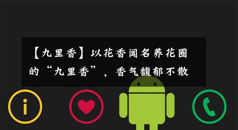 【九里香】以花香闻名养花圈的“九里香”，香气馥郁不散，花色洁白又好养