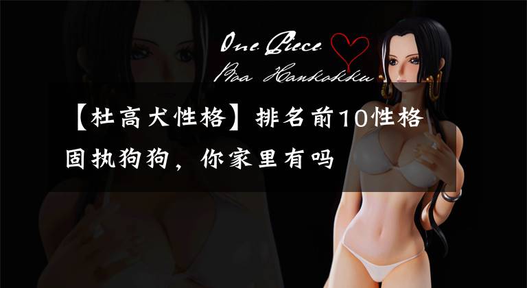 【杜高犬性格】排名前10性格固执狗狗，你家里有吗