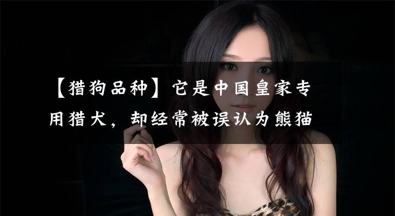 【猎狗品种】它是中国皇家专用猎犬，却经常被误认为熊猫