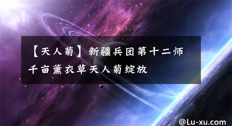 【天人菊】新疆兵团第十二师千亩薰衣草天人菊绽放