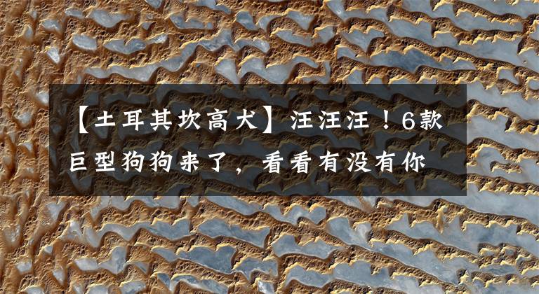 【土耳其坎高犬】汪汪汪!6款巨型狗狗来了,看看有没有你喜欢的