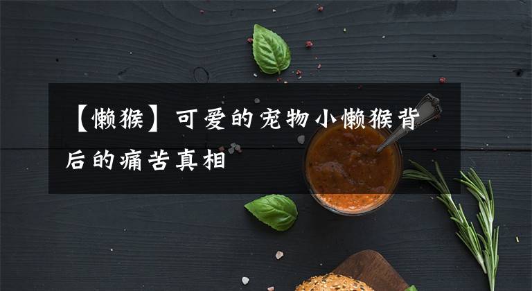 【懒猴】可爱的宠物小懒猴背后的痛苦真相