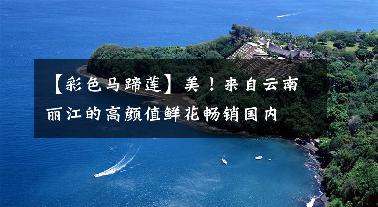【彩色马蹄莲】美!来自云南丽江的高颜值鲜花畅销国内